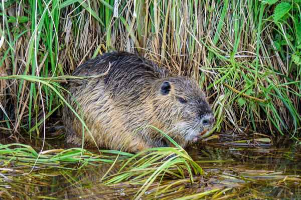 a large rodent outside