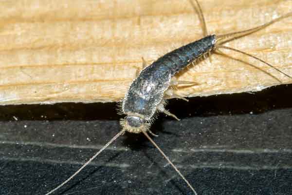 Silverfish Identification, Control, & Treatment