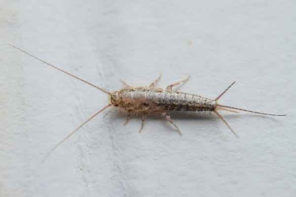 silverfish