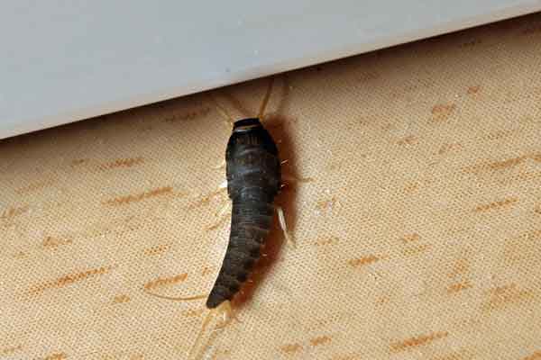 silverfish