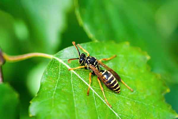 insect on a leaf