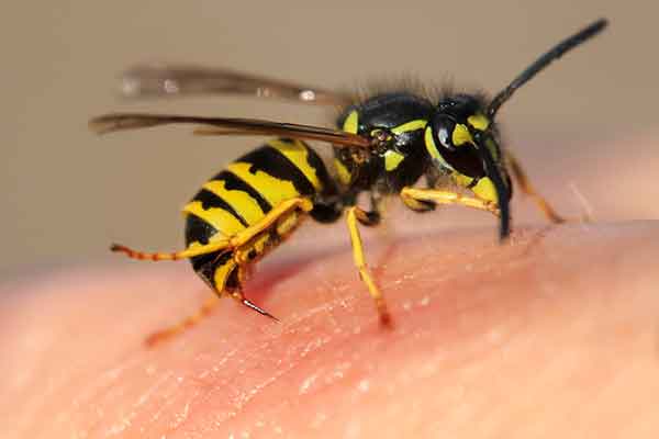 insect on a leaf