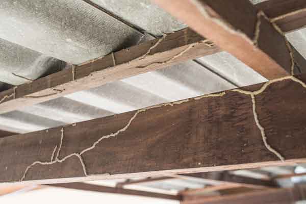 termite damage on joists