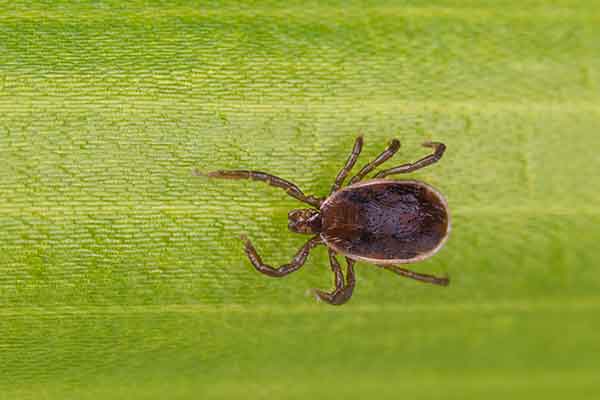 magnified picture of a tick