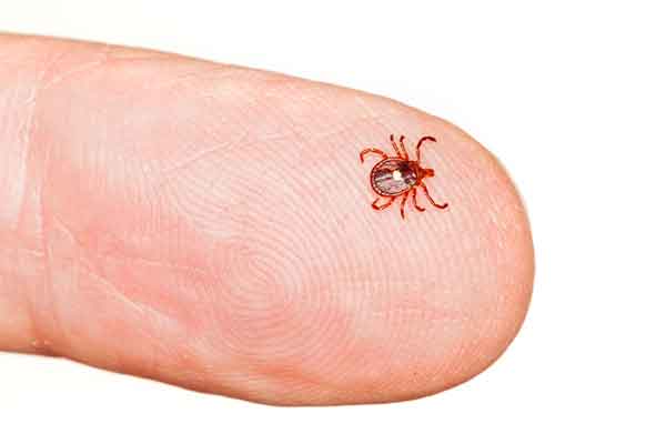 magnified picture of a tick