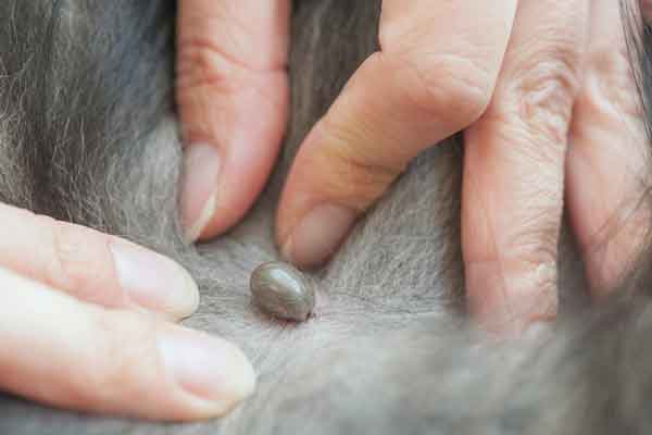 a tick on a person's scalp