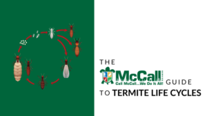 McCall termite life cycles graphic