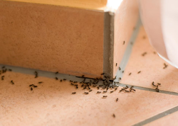 ants inside a home