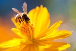 bee pollinating a yellow flower