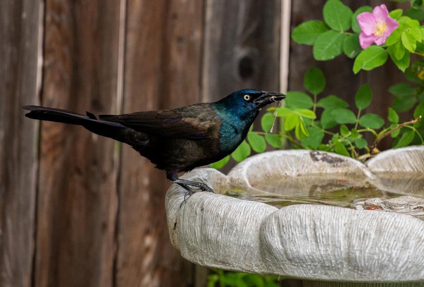 bird sitting on a birdbath