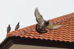 birds on a red roof