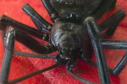 Spiders: from fear to problem. Irregular movements and eight long legs creep us out, but they become a problem when they are venomous. Black widows and brown recluses are known venomous species in Flordia and Georgia.