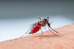 blood sucking mosquito