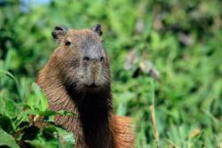 capybara outside