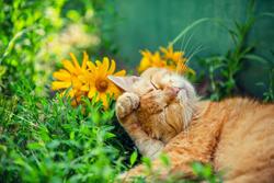 cat rolling in flowers