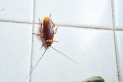 cockroach in tile shower