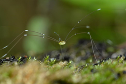 daddy long legs outside