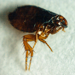 flea Cropped