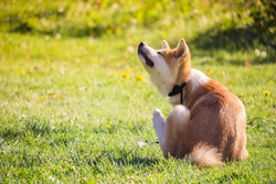 cute dog scratching for fleas