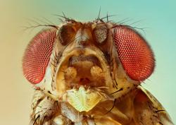 magnified picture of fruit fly