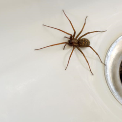 spider near tub drain