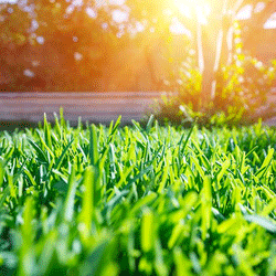 sun shining on a bright lawn