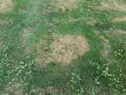 diseased spot on a lawn