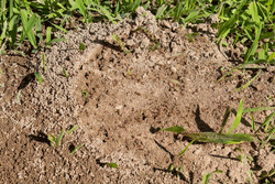 dead spot left by lawn pest