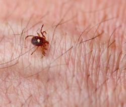 tick on person's arm