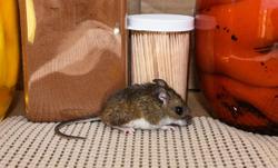 mouse in a pantry