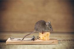 mouse sitting on a piece of cheese in a trap