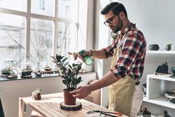 person spraying plant