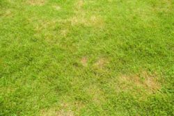 Setting Yourself Up for Lawn Success