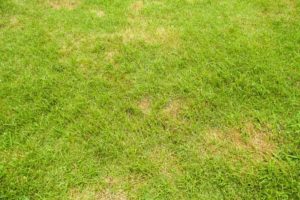 Setting Yourself Up for Lawn Success | McCall Service