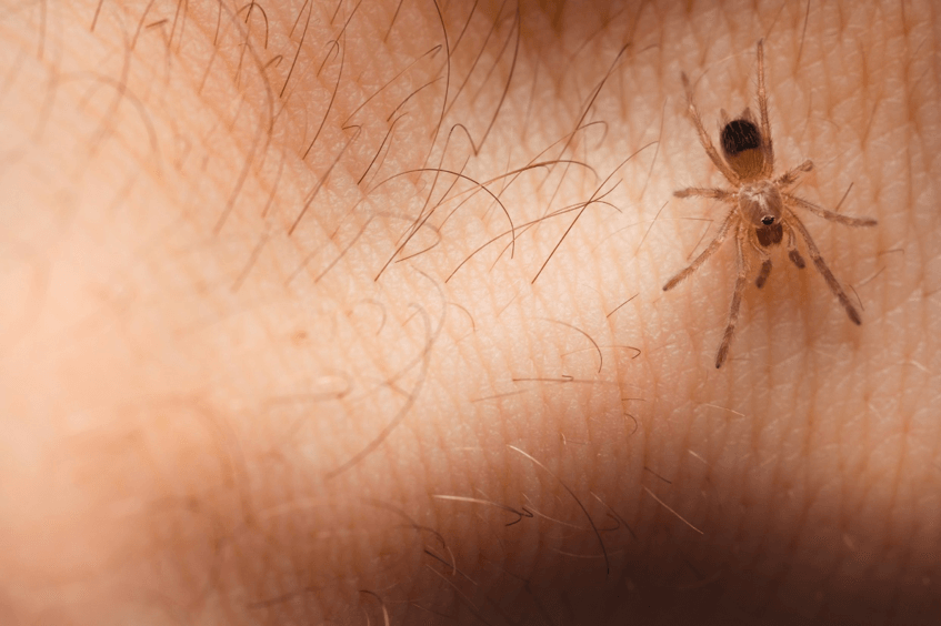 small non poisonous spider bites