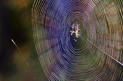 spiderweb