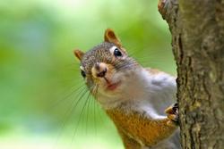 squirrel peeking from tree