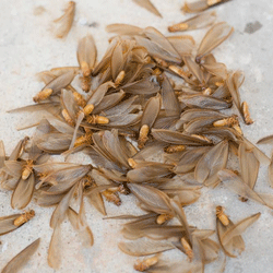 swarm of termites