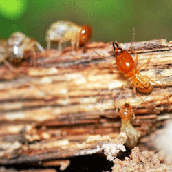 termites on live wood