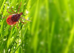 tick on a blade of grass