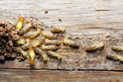 Group of Termites.