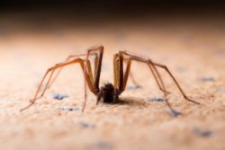 spider crawling on the ground