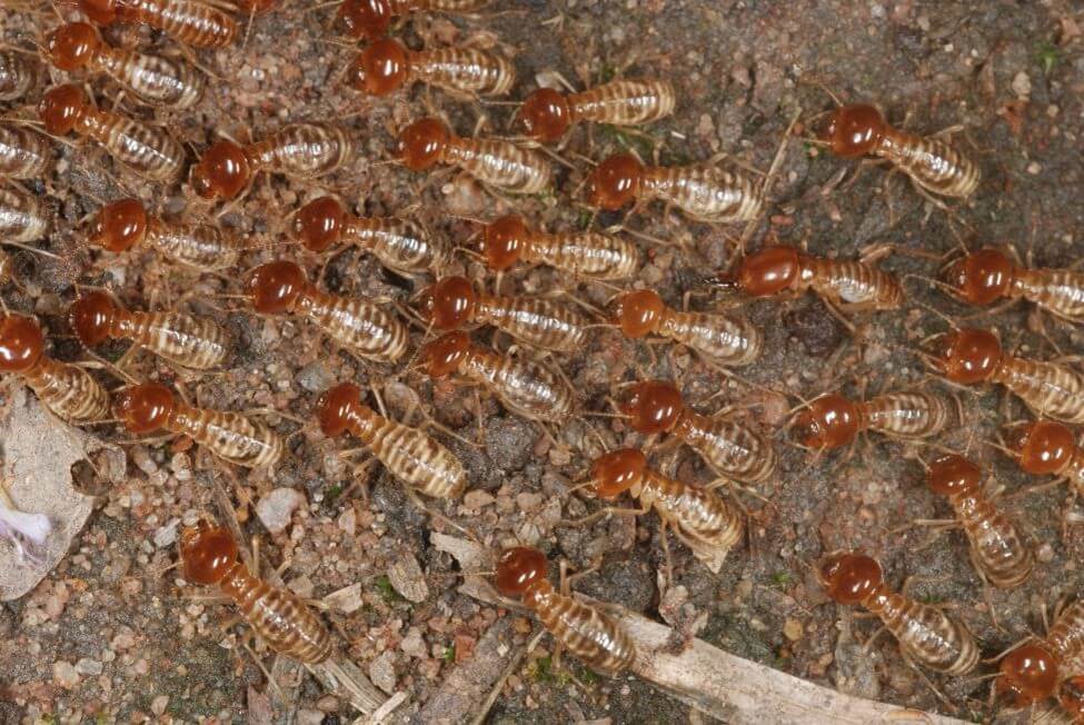 swarm of winged termites