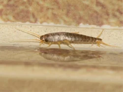 A silverfish insect on a white bathroom tile surface showing its silver-gray scales and three tail bristles