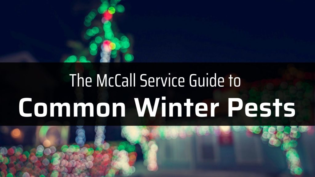 Service Guide to Common Winter Pest Logo.