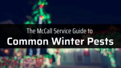 Service Guide to Common Winter Pest Logo.