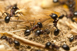 ants crawling over sticks on the ground