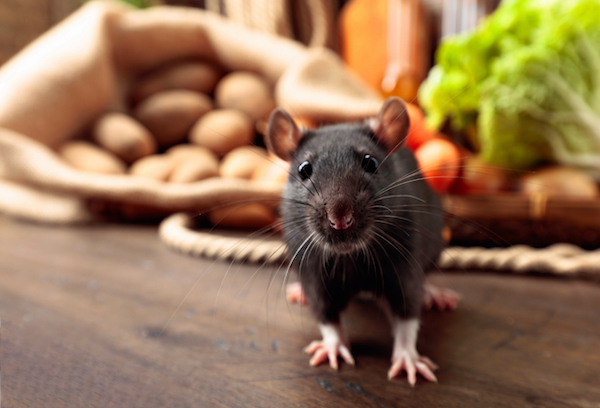 rat on a wooden table sitting in front of assorted vegetables