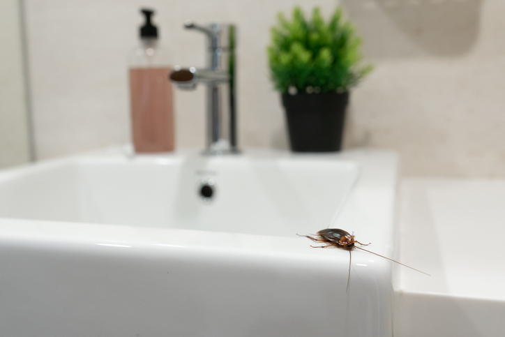 cockroach crawling along a bathroom sink.