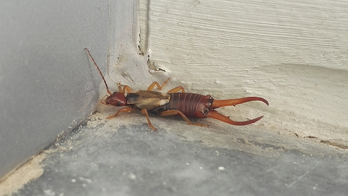 Earwig in Basement Corner.